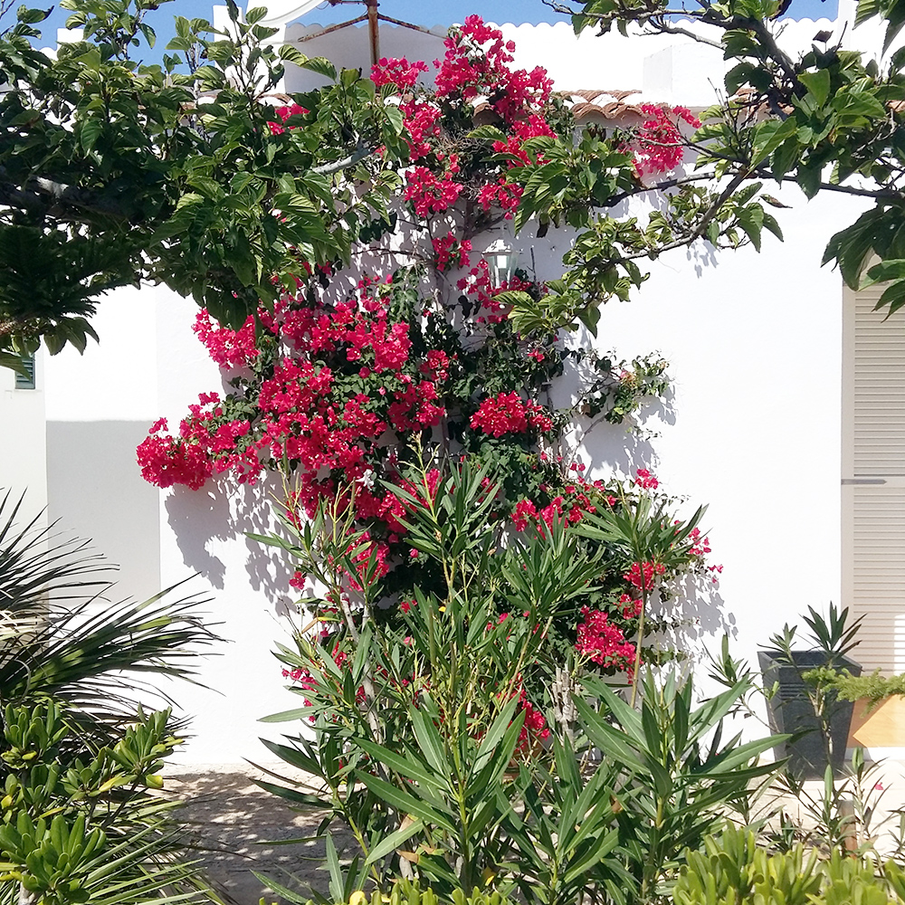 flora sul cami de cavalls